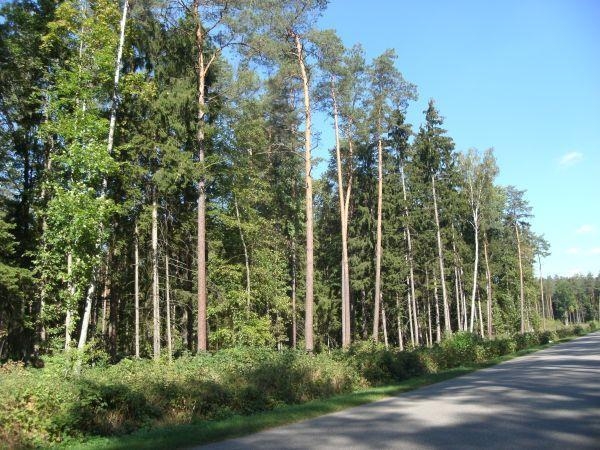 Krasnosielc - Krasiniak