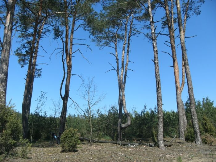 Kierzek - cmentarz z I w.ś.