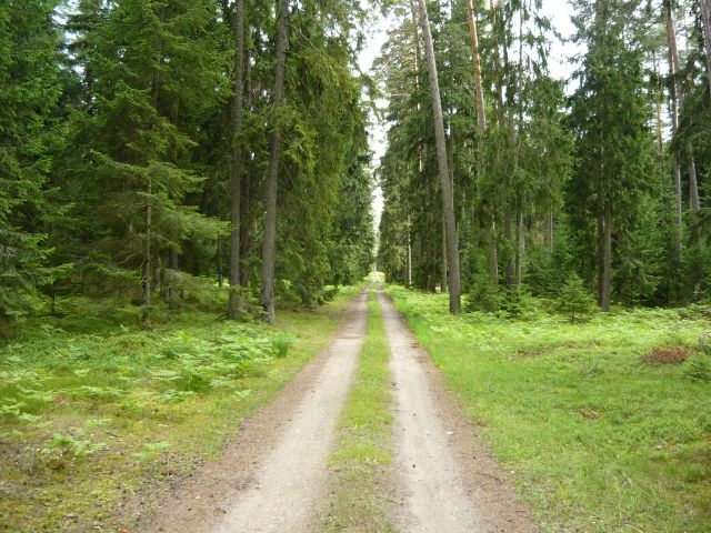 Mazury 12.07.2009 - Puszcza Piska