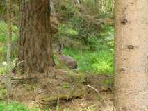 Mazury 12.07.2009 - Puszcza Piska - zając