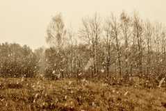 stilisierenden Farbe - Color Stylizer