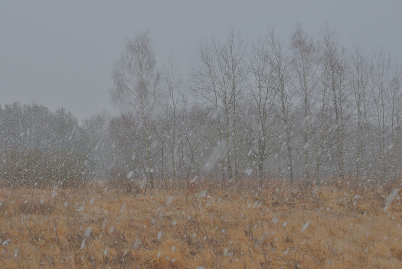 Kontrast nur - Contrast Only