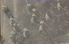 Wyścig australijski